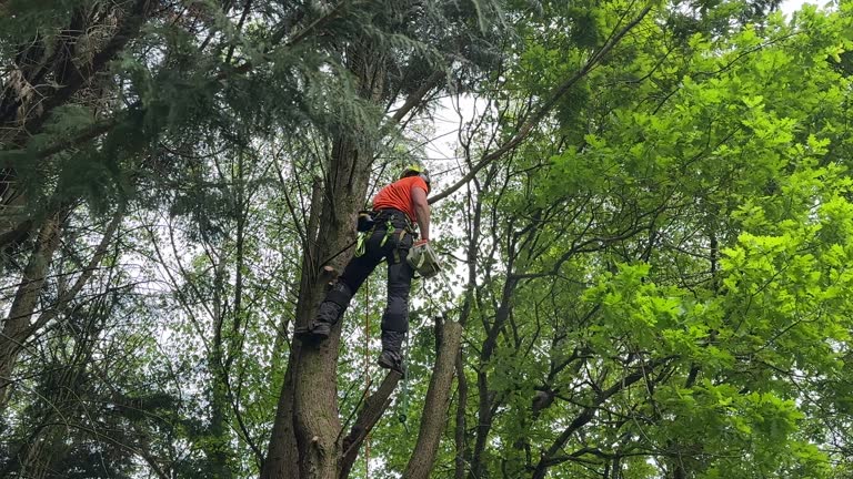 Best Tree Removal Services  in Prospect, OH